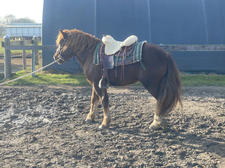 Polish Coldblood Mix Gelding 3 years 14,1 hh Chestnut in Fuchstal