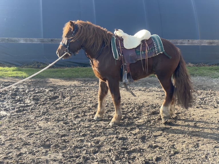 Polish Coldblood Mix Gelding 3 years 14,1 hh Chestnut in Fuchstal