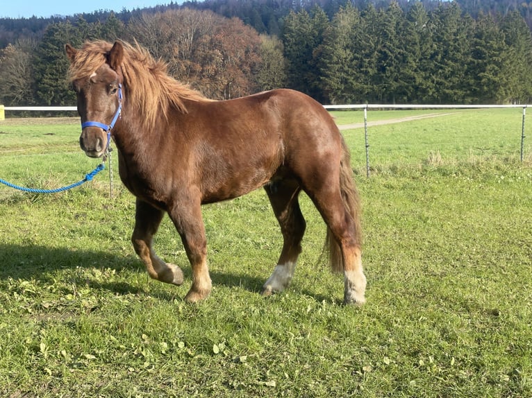 Polish Coldblood Mix Gelding 3 years 14,1 hh Chestnut in Fuchstal