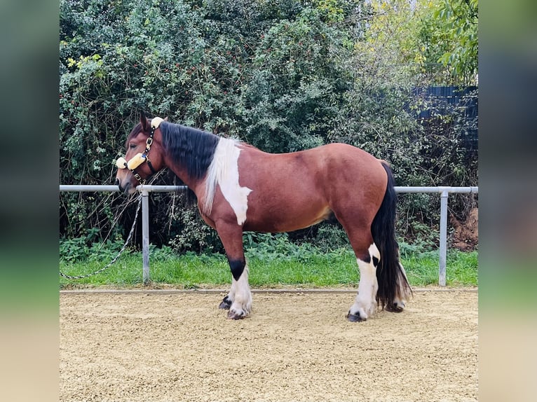 Polish Coldblood Mix Gelding 3 years 14.3 hh Pinto in Bretten
