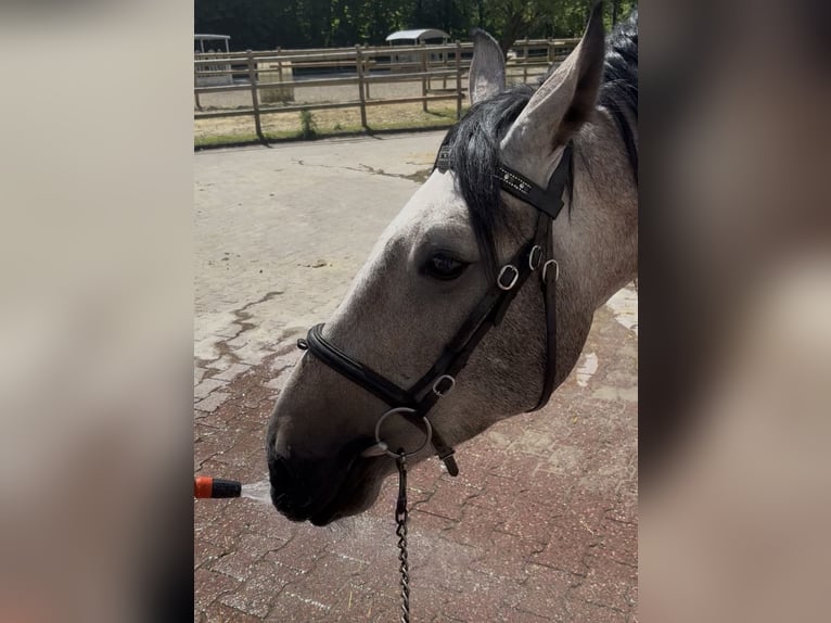 Polish Coldblood Mix Gelding 3 years 15.1 hh  in Castrop-Rauxel