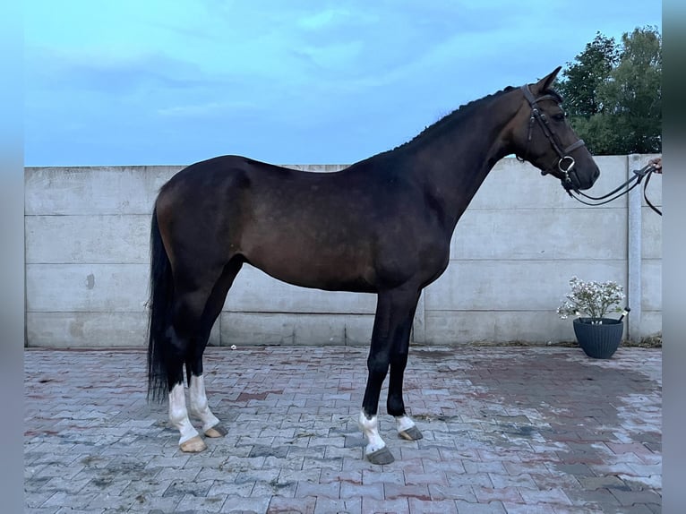 Polish Coldblood Mix Gelding 3 years 15,2 hh Bay-Dark in Bralin