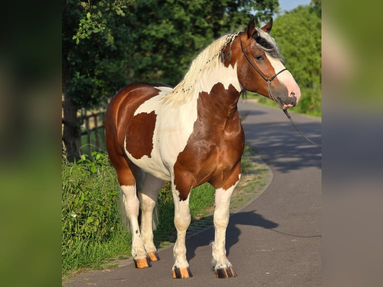 Polish Coldblood Gelding 3 years 15 hh Pinto in Weert