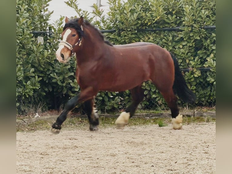 Polish Coldblood Gelding 3 years 15,2 hh Brown in Someren