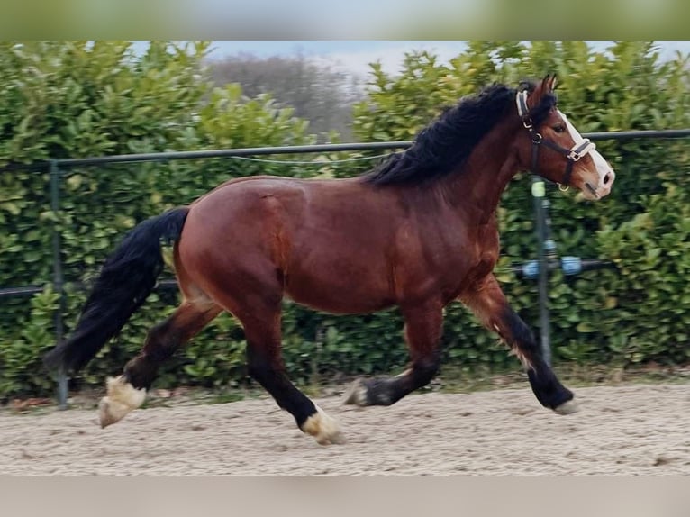 Polish Coldblood Gelding 3 years 15,2 hh Brown in Someren