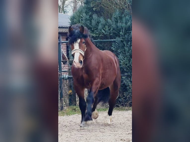 Polish Coldblood Gelding 3 years 15,2 hh Brown in Someren