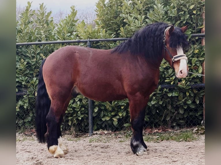 Polish Coldblood Gelding 3 years 15,2 hh Brown in Someren