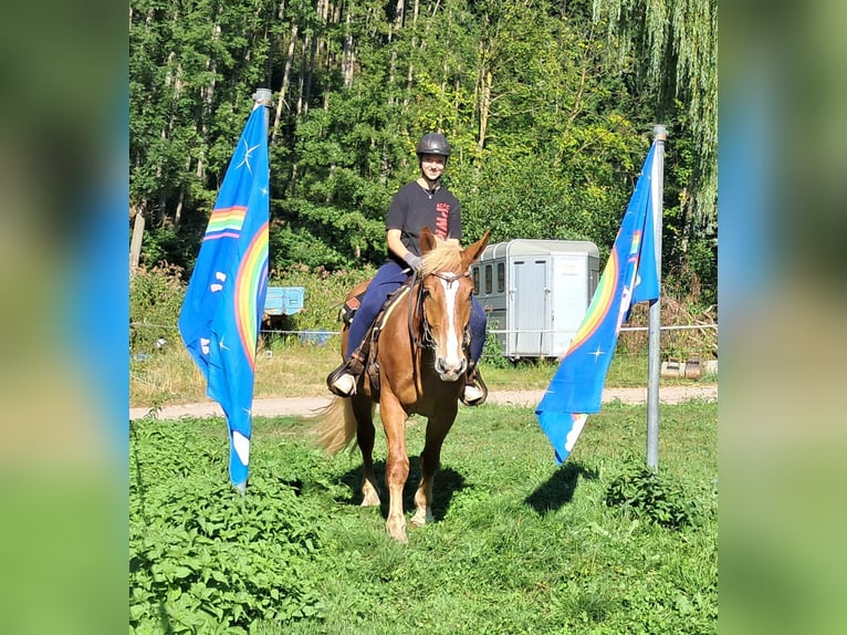 Polish Coldblood Gelding 3 years 15,2 hh Chestnut-Red in Bayerbach
