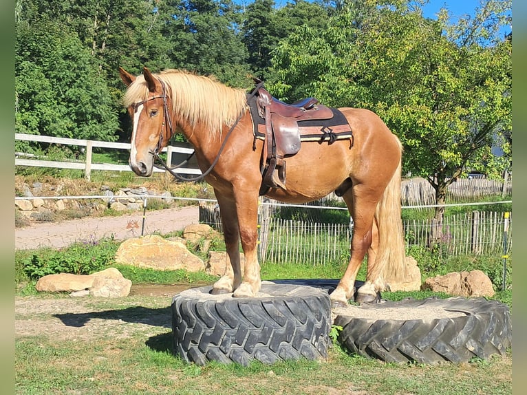Polish Coldblood Gelding 3 years 15,2 hh Chestnut-Red in Bayerbach