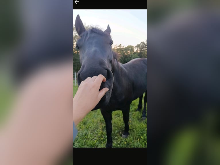 Polish Coldblood Mix Gelding 3 years 15,3 hh Black in W&#xFC;rzburg