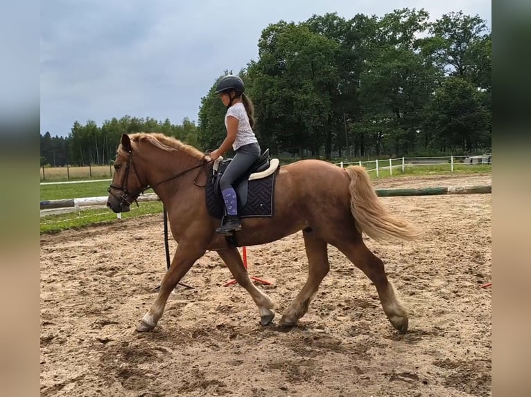 Polish Coldblood Mix Gelding 3 years 16.1 hh Chestnut-Red in Forst