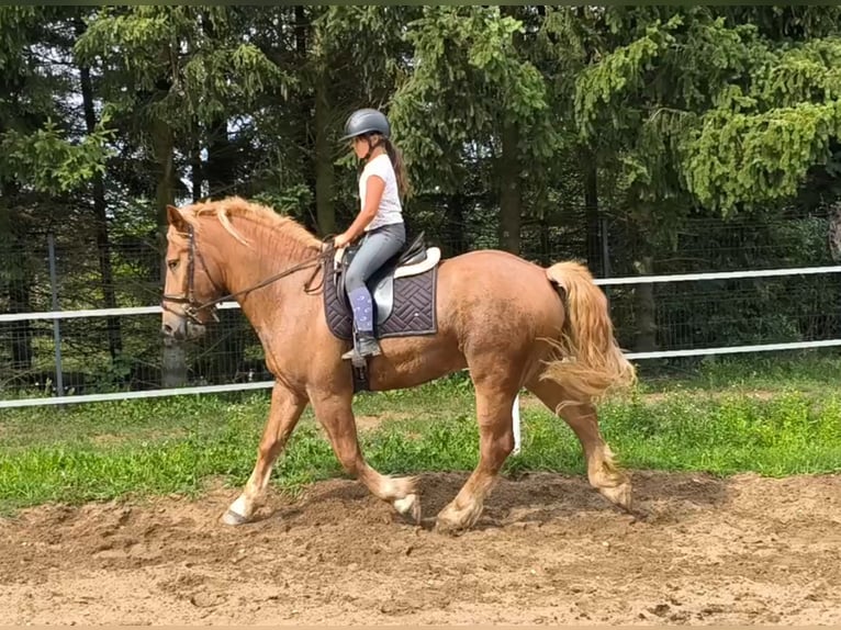Polish Coldblood Mix Gelding 3 years 16.1 hh Chestnut-Red in Forst