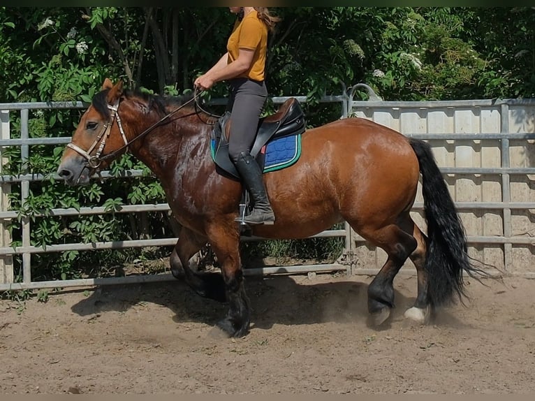 Polish Coldblood Gelding 4 years 15.1 hh Brown-Light in Rudersdorf