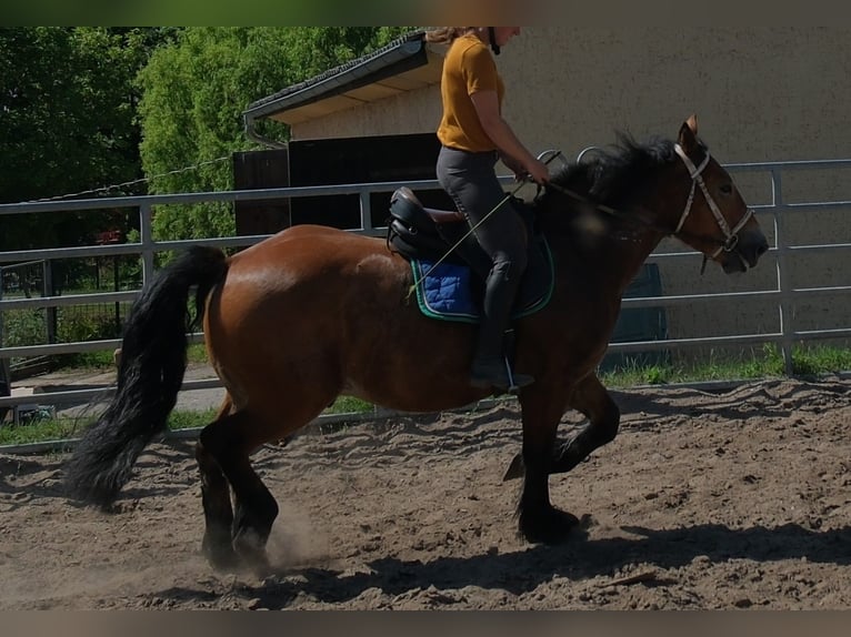 Polish Coldblood Gelding 4 years 15.1 hh Brown-Light in Rudersdorf