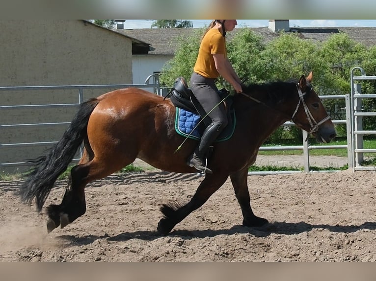 Polish Coldblood Gelding 4 years 15.1 hh Brown-Light in Rudersdorf
