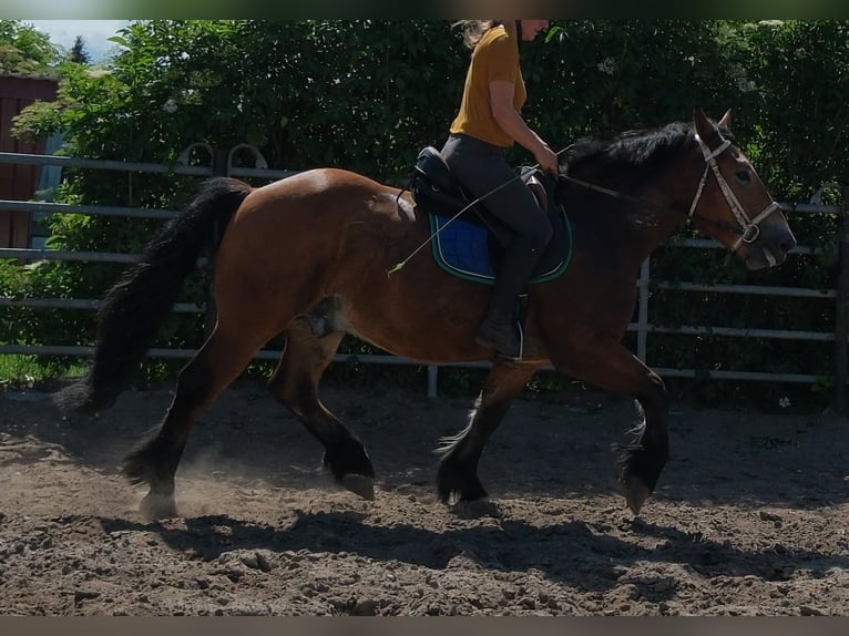 Polish Coldblood Gelding 4 years 15.1 hh Brown-Light in Rudersdorf