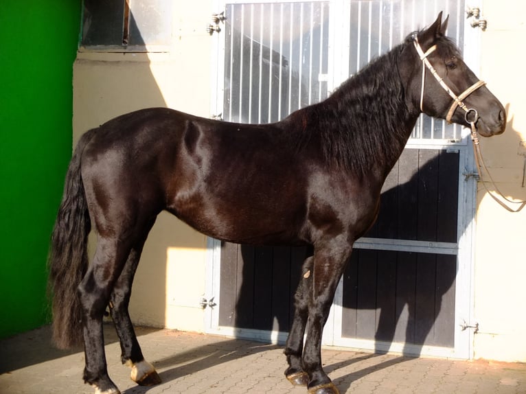 Polish Coldblood Mix Gelding 4 years 15,1 hh Gray-Dapple in Buttstädt