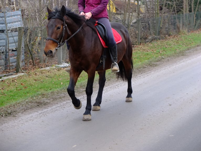 Polish Coldblood Mix Gelding 4 years 15,1 hh Gray-Dapple in Buttstädt