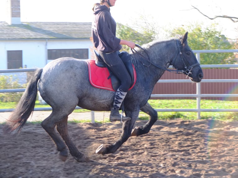 Polish Coldblood Mix Gelding 4 years 15,1 hh Gray-Dapple in Buttstädt