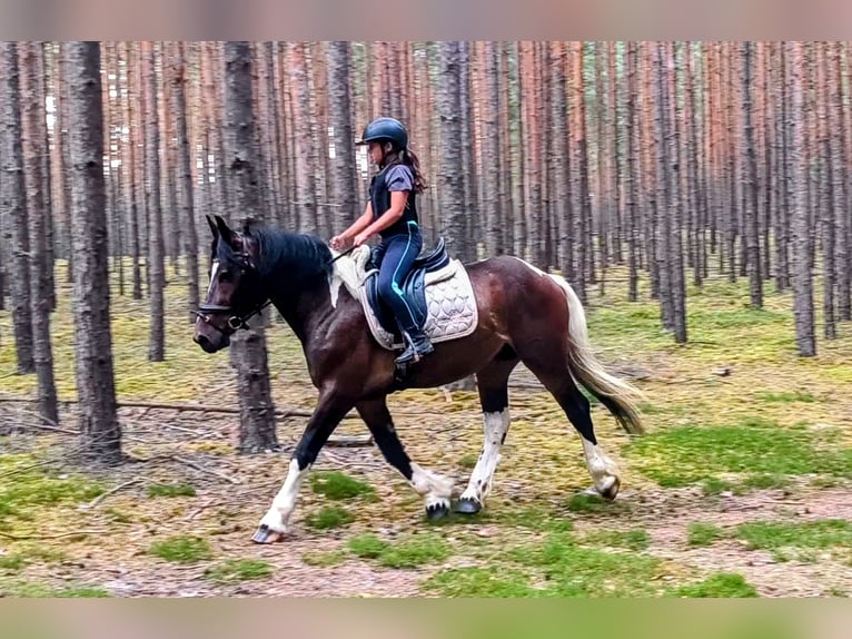 Polish Coldblood Mix Gelding 4 years 15.1 hh Pinto in Forst