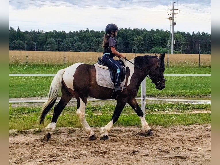 Polish Coldblood Mix Gelding 4 years 15.1 hh Pinto in Forst