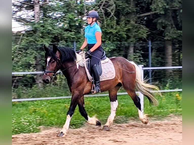 Polish Coldblood Mix Gelding 4 years 15.1 hh Pinto in Forst