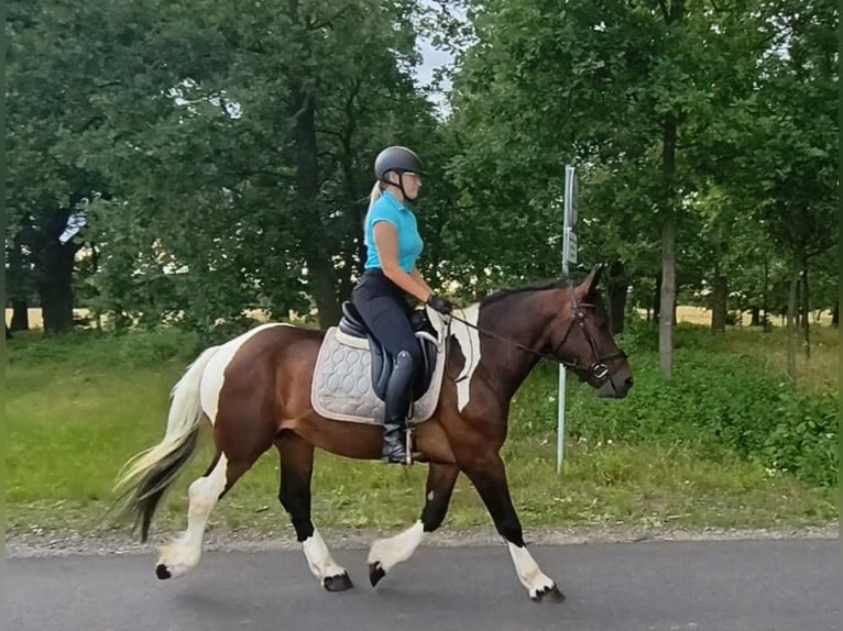 Polish Coldblood Mix Gelding 4 years 15.1 hh Pinto in Forst