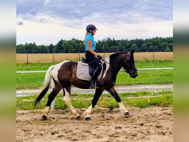 Polish Coldblood Mix Gelding 4 years 15.1 hh Pinto in Forst
