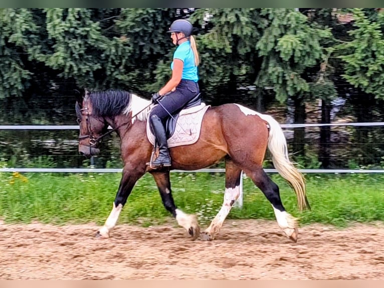 Polish Coldblood Mix Gelding 4 years 15.1 hh Pinto in Forst