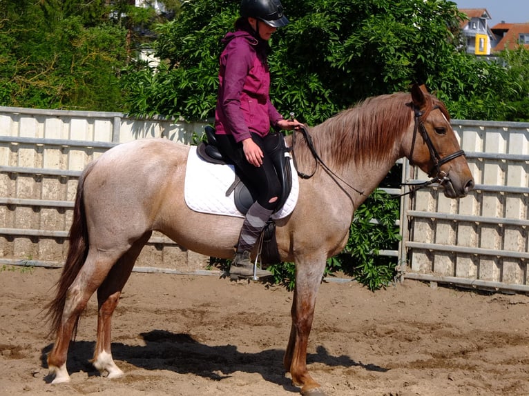 Polish Coldblood Gelding 4 years 15,2 hh Chestnut in Buttstädt