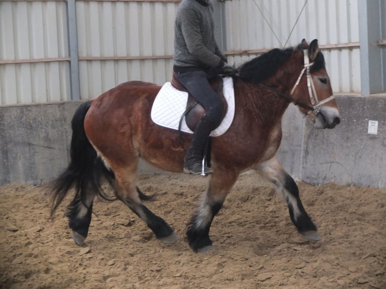 Polish Coldblood Gelding 4 years 15 hh Brown-Light in Buttst&#xE4;dt