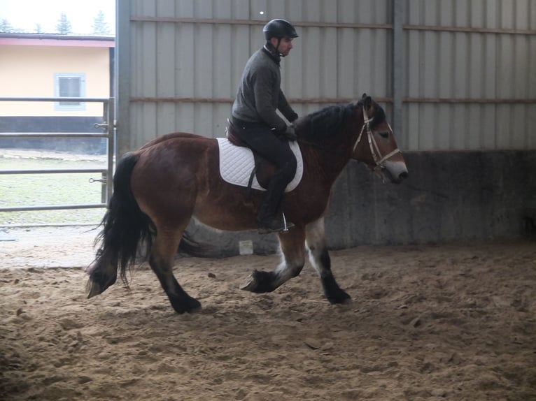 Polish Coldblood Gelding 4 years 15 hh Brown-Light in Buttst&#xE4;dt