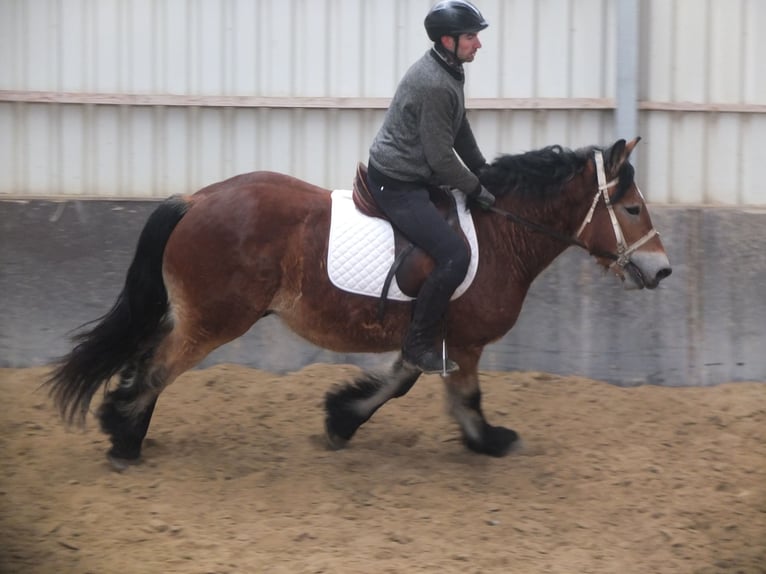 Polish Coldblood Gelding 4 years 15 hh Brown-Light in Ellersleben