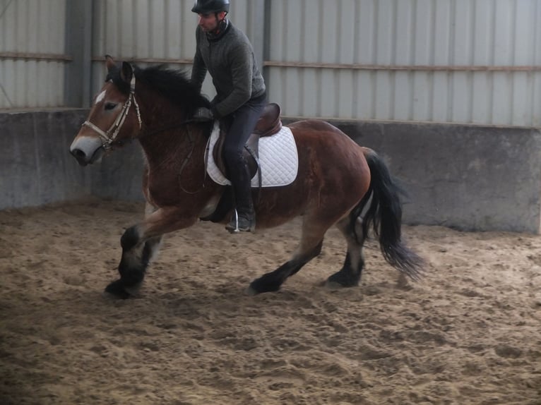 Polish Coldblood Gelding 4 years 15 hh Brown-Light in Ellersleben