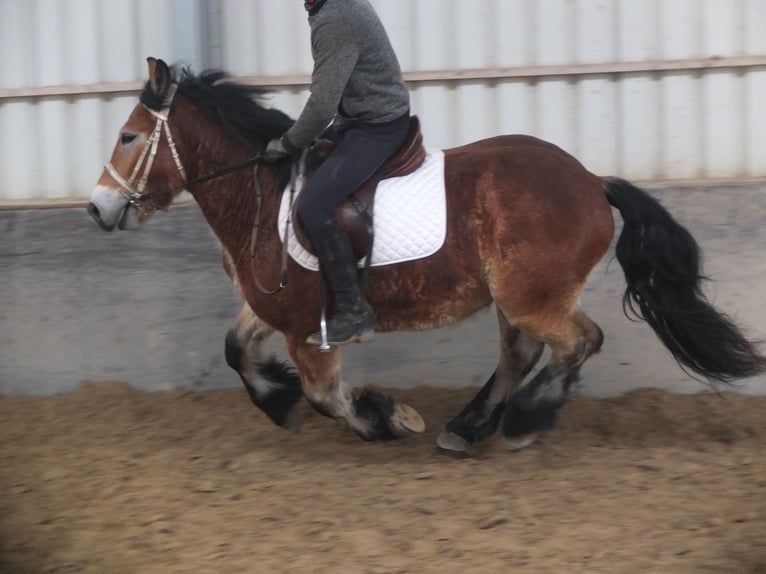 Polish Coldblood Gelding 4 years 15 hh Brown-Light in Ellersleben