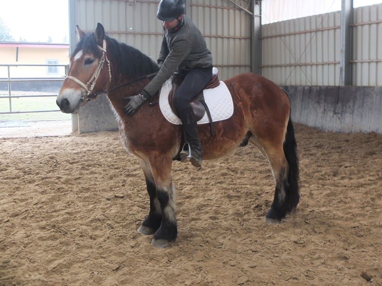 Polish Coldblood Gelding 4 years 15 hh Brown-Light in Ellersleben