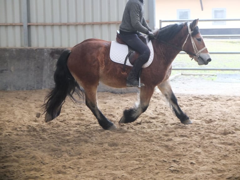 Polish Coldblood Gelding 4 years 15 hh Brown-Light in Ellersleben