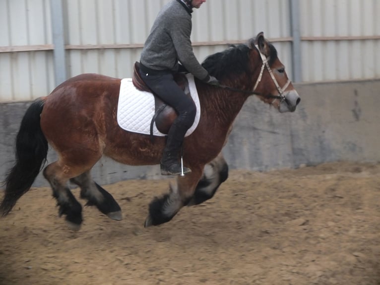 Polish Coldblood Gelding 4 years 15 hh Brown-Light in Ellersleben