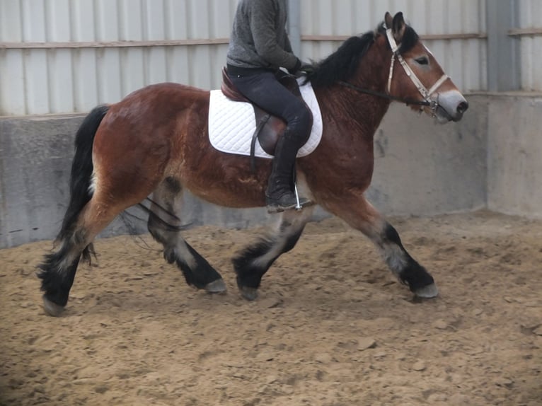 Polish Coldblood Gelding 4 years 15 hh Brown-Light in Ellersleben