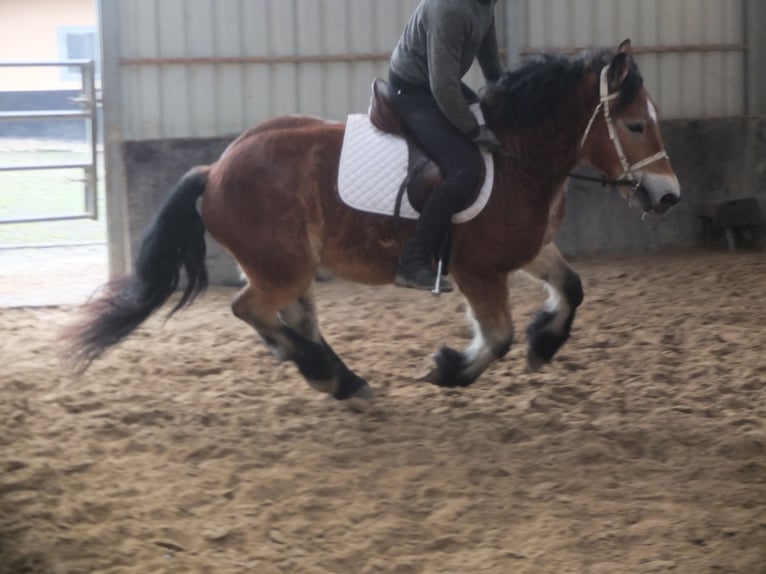 Polish Coldblood Gelding 4 years 15 hh Brown-Light in Ellersleben