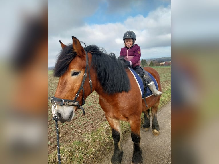 Polish Coldblood Gelding 4 years 15,1 hh Brown in Allmersbach im Tal