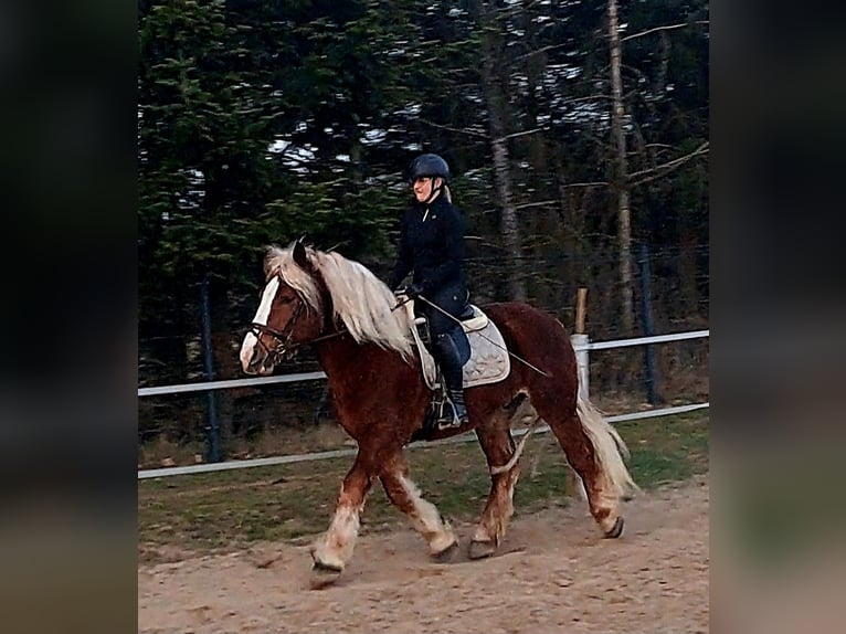 Polish Coldblood Gelding 4 years 15,2 hh Chestnut in Forst