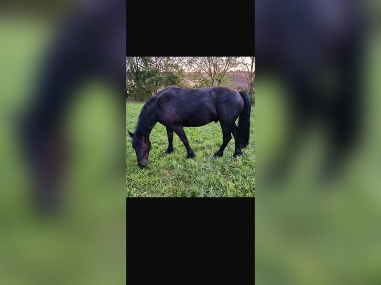 Polish Coldblood Mix Gelding 4 years 15,3 hh Black in Würzburg