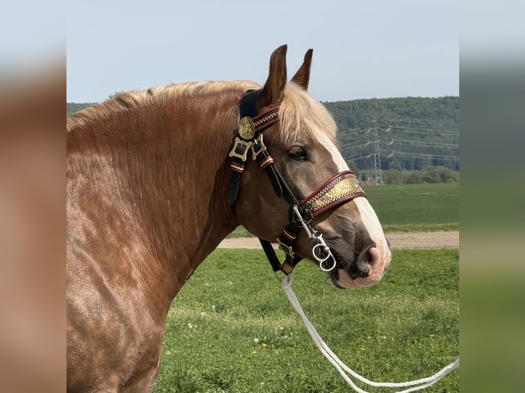 Polish Coldblood Gelding 4 years 16 hh Chestnut in Riedlingen