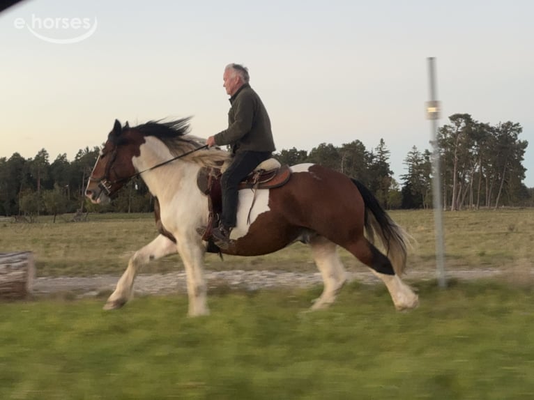 Polish Coldblood Gelding 4 years 16 hh Pinto in Fuchstal