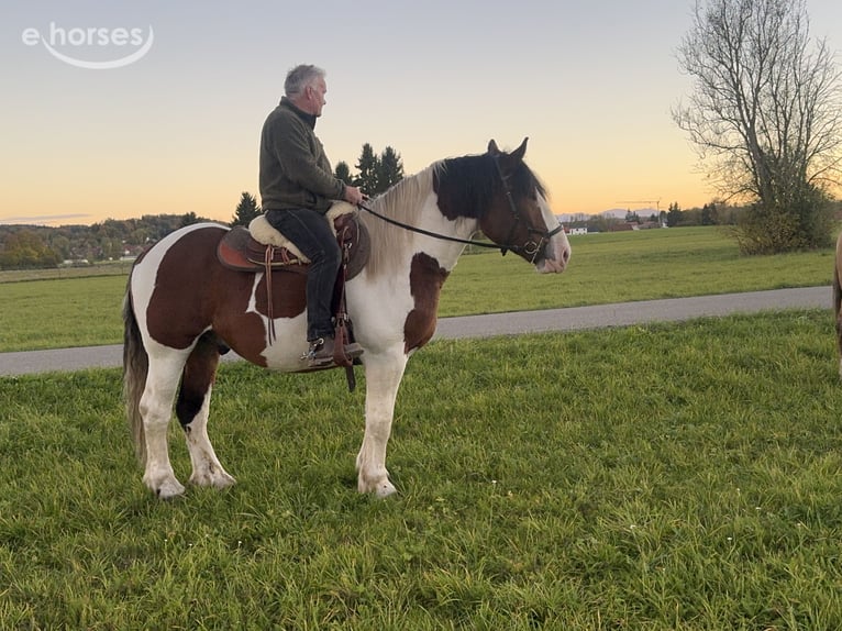 Polish Coldblood Gelding 4 years 16 hh Pinto in Fuchstal