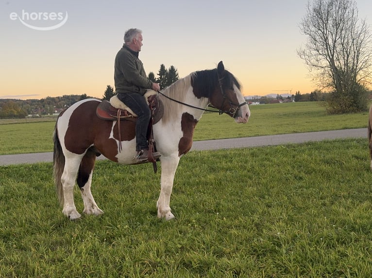 Polish Coldblood Gelding 4 years 16 hh Pinto in Fuchstal