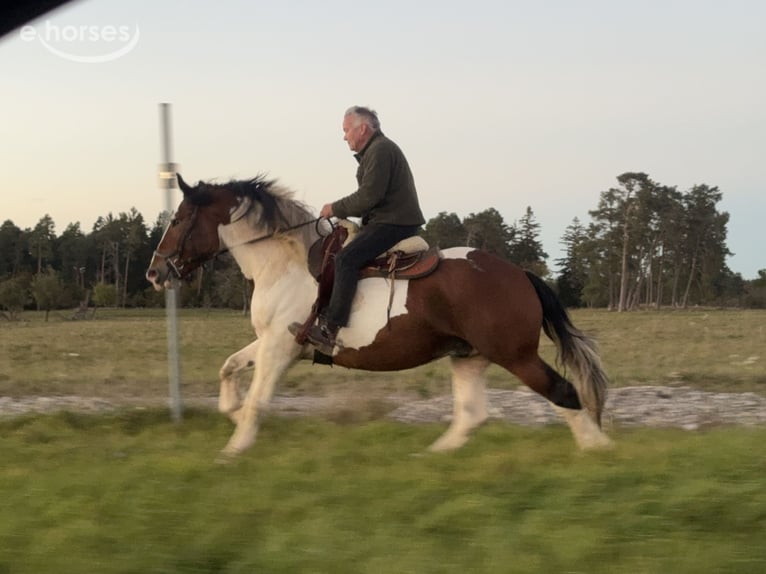 Polish Coldblood Gelding 4 years 16 hh Pinto in Fuchstal