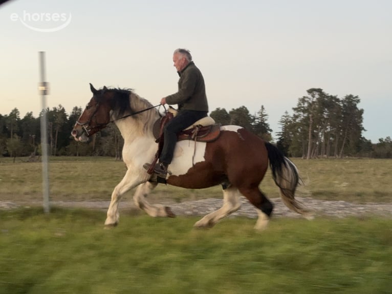 Polish Coldblood Gelding 4 years 16 hh Pinto in Fuchstal