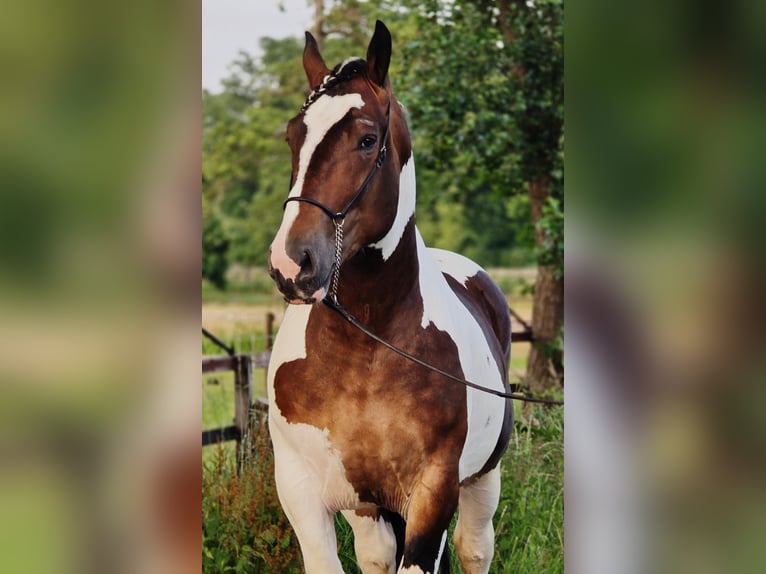 Polish Coldblood Gelding 4 years 16 hh Pinto in Weert